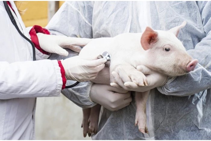 В Кагульском районе выявлен случай чумы свиней