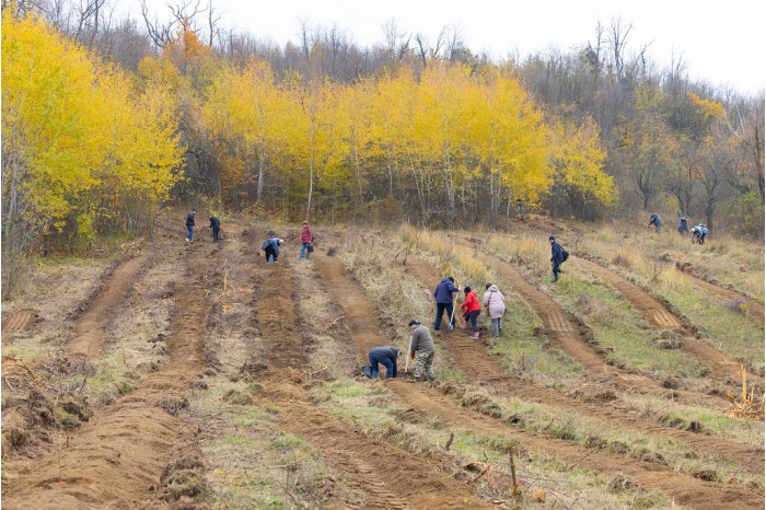 Moldovan parliament joins afforestation campaign